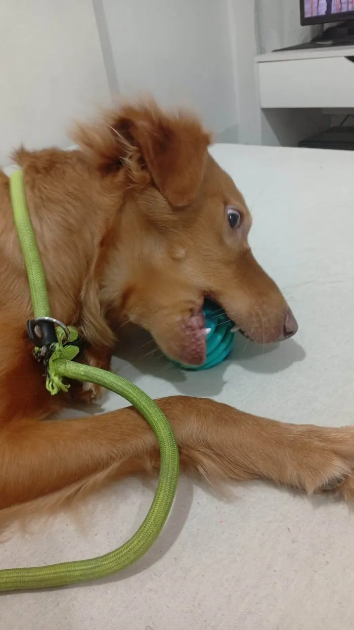 Cachorro ra a SRD-ViraLata idade 1 ano nome Astro