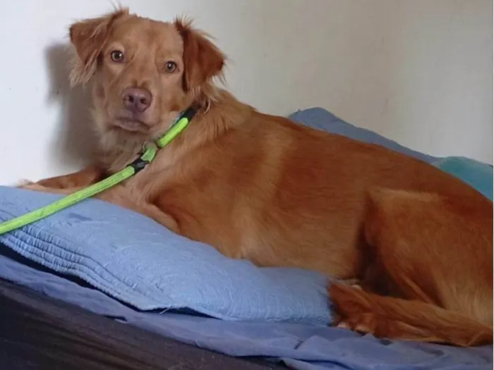 Cachorro ra a SRD-ViraLata idade 1 ano nome Astro