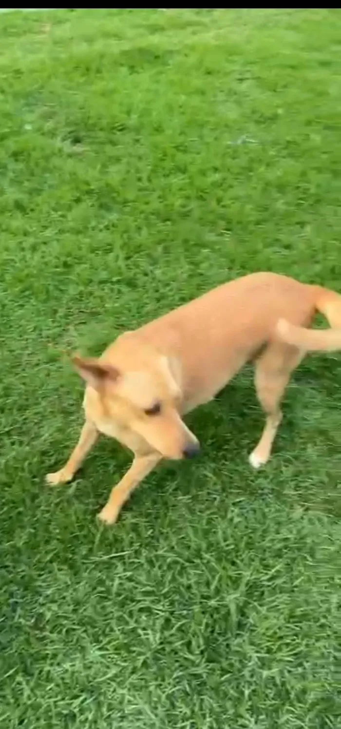 Cachorro ra a SRD-ViraLata idade 1 ano nome Mel