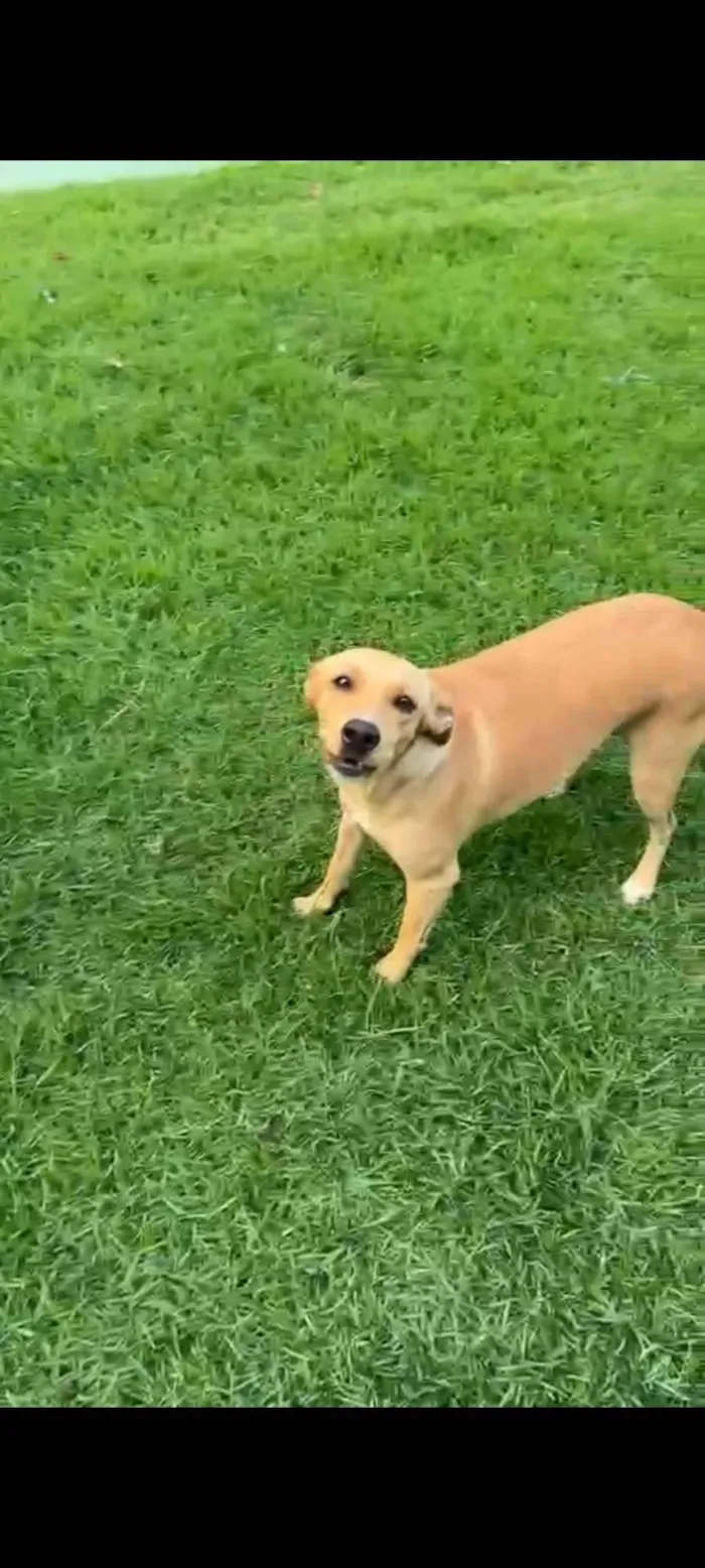 Cachorro ra a SRD-ViraLata idade 1 ano nome Mel