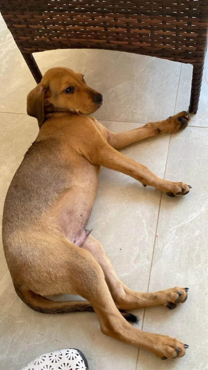 Cachorro ra a SRD-ViraLata idade 2 a 6 meses nome Sem nome