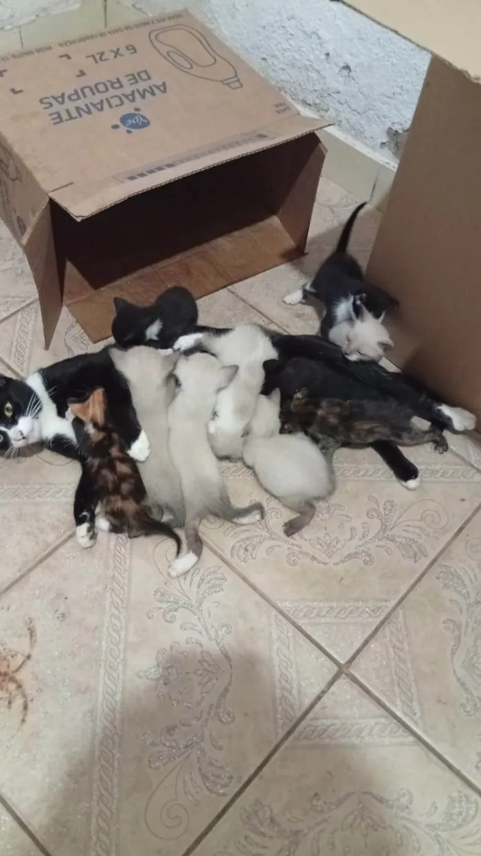 Gato ra a SRD-ViraLata idade Abaixo de 2 meses nome Filhotes sem nome ainda.