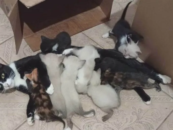 Gato ra a SRD-ViraLata idade Abaixo de 2 meses nome Filhotes sem nome ainda.
