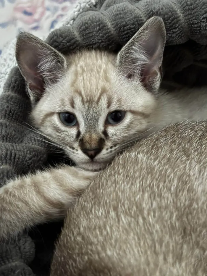 Gato ra a SRD-ViraLata idade 2 a 6 meses nome Gatinhos não possuem nomes