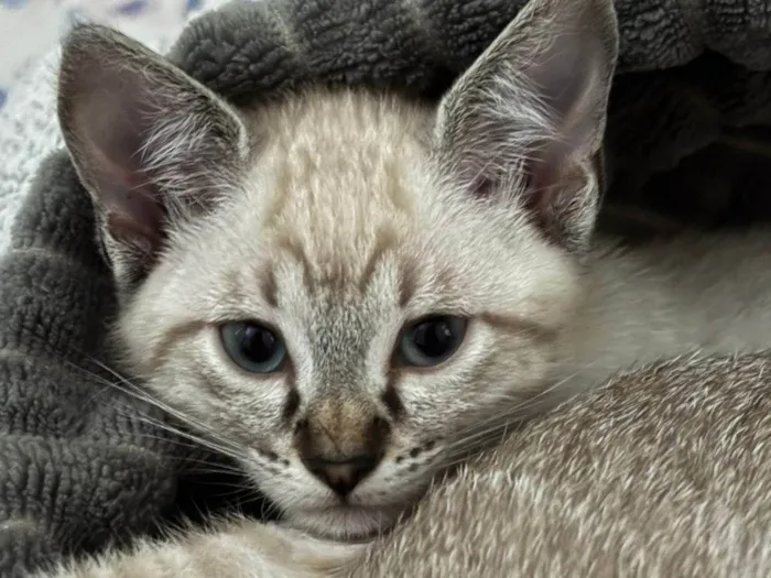 Gatinhos não possuem nomes