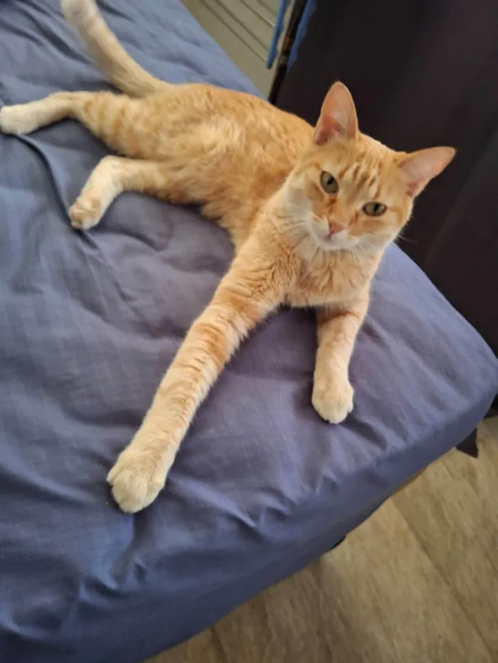 Gato ra a SRD-ViraLata idade 3 anos nome Cali