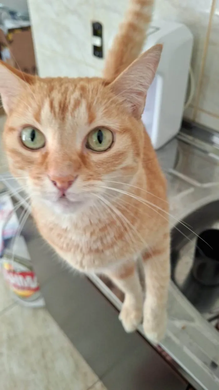 Gato ra a SRD-ViraLata idade 3 anos nome Cali