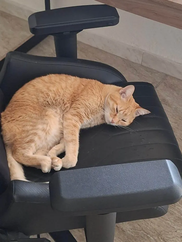 Gato ra a SRD-ViraLata idade 3 anos nome Cali