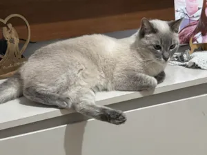 Gato ra a SRD-ViraLata idade 5 anos nome Gorete