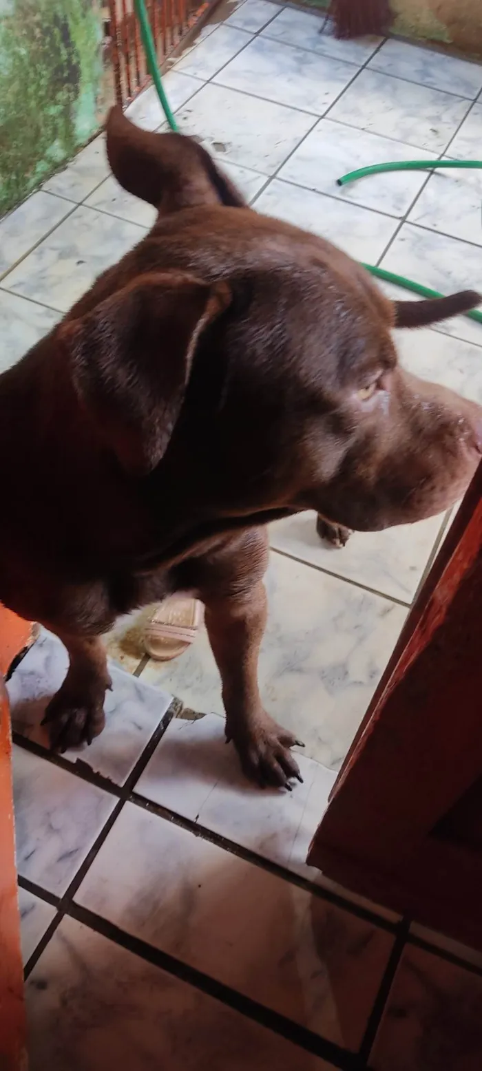 Cachorro ra a Pit-Bull idade 1 ano nome Zeus