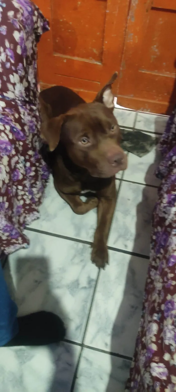 Cachorro ra a Pit-Bull idade 1 ano nome Zeus