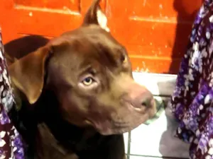 Cachorro raça Pit-Bull idade 1 ano nome Zeus