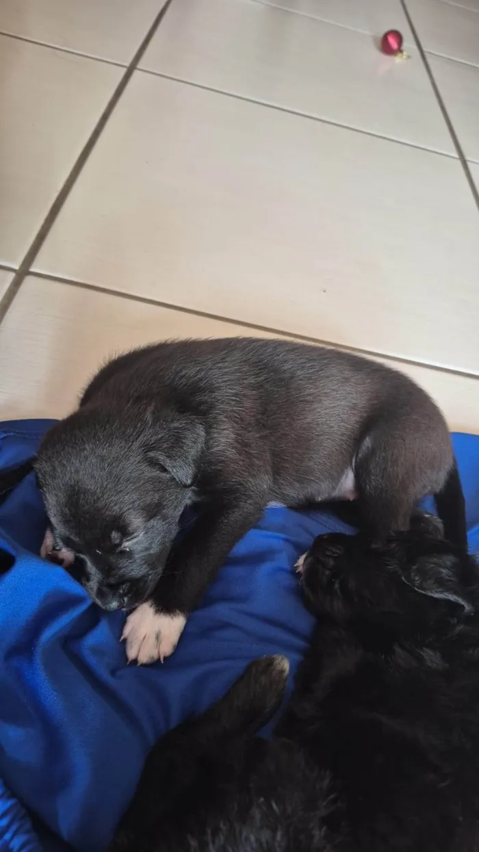 Cachorro ra a SRD-ViraLata idade Abaixo de 2 meses nome Nina