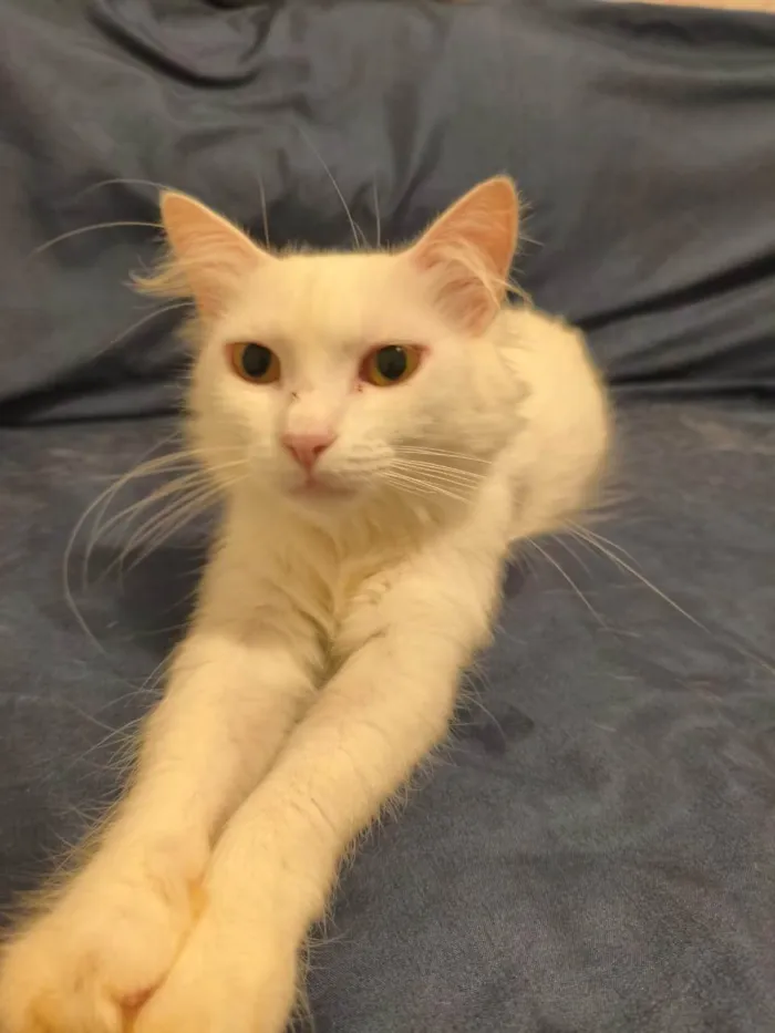 Gato ra a SRD-ViraLata idade 1 ano nome Diana