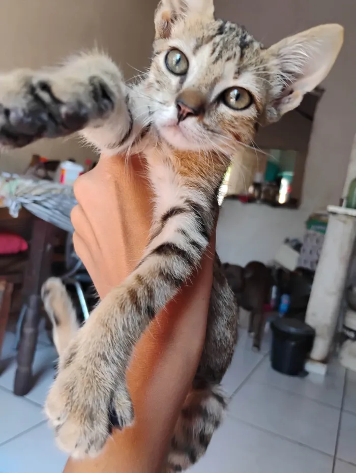 Gato raça SRD-ViraLata idade 2 a 6 meses nome N tem nome faz graça e ele vem,ou sacode o pode da ração 