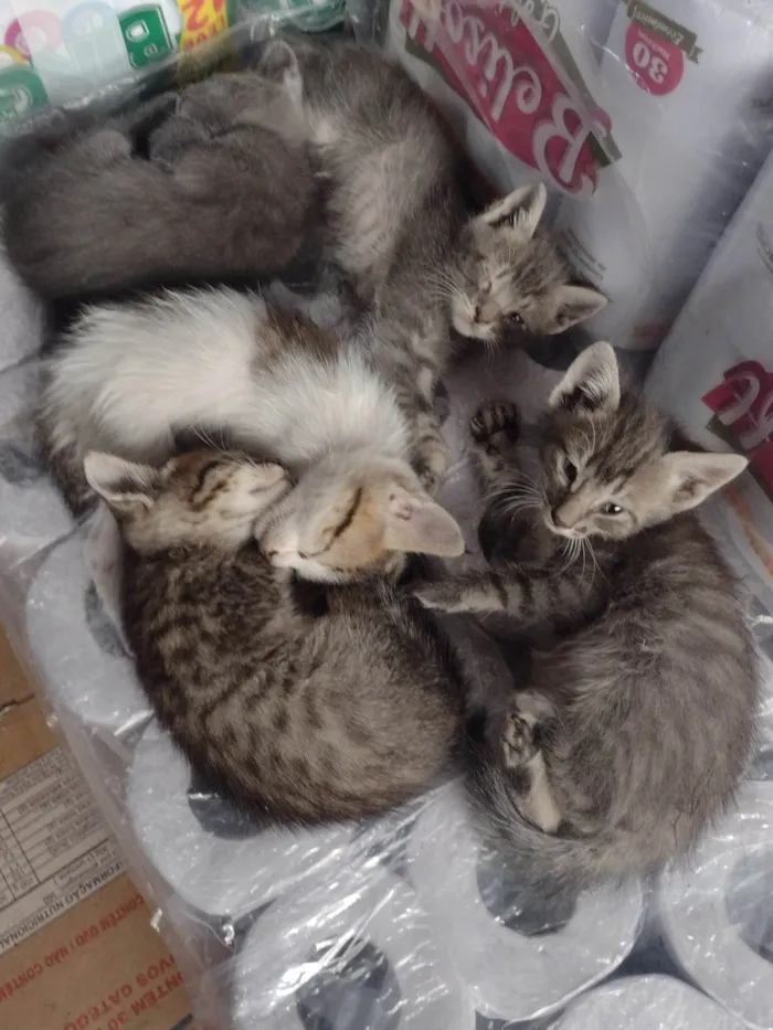 Gato ra a SRD-ViraLata idade 2 a 6 meses nome varios gatos