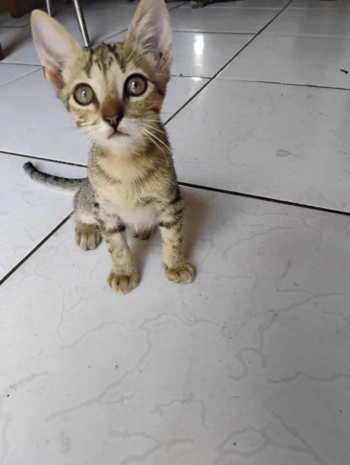 Gato ra a SRD-ViraLata idade 2 a 6 meses nome N tem nome faz graça e ele vem,ou sacode o pode da ração 