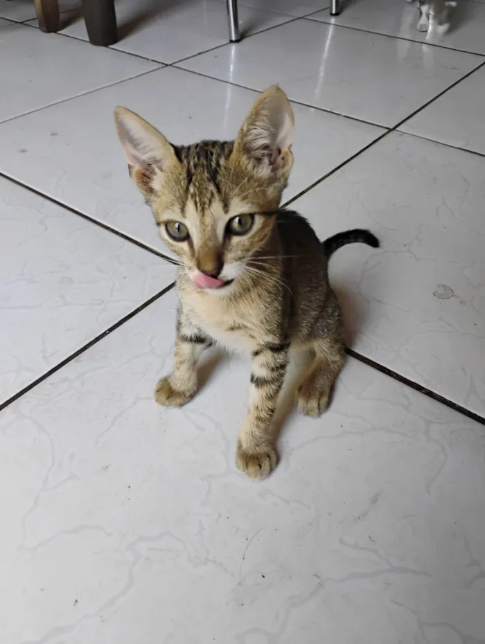 Gato ra a SRD-ViraLata idade 2 a 6 meses nome N tem nome faz graça e ele vem,ou sacode o pode da ração 