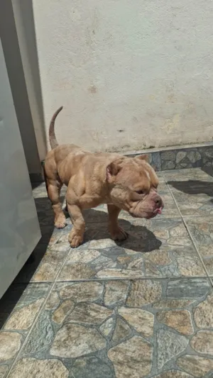 Cachorro raça Pit-Bull idade 2 anos nome Bartolomeu "Barto"