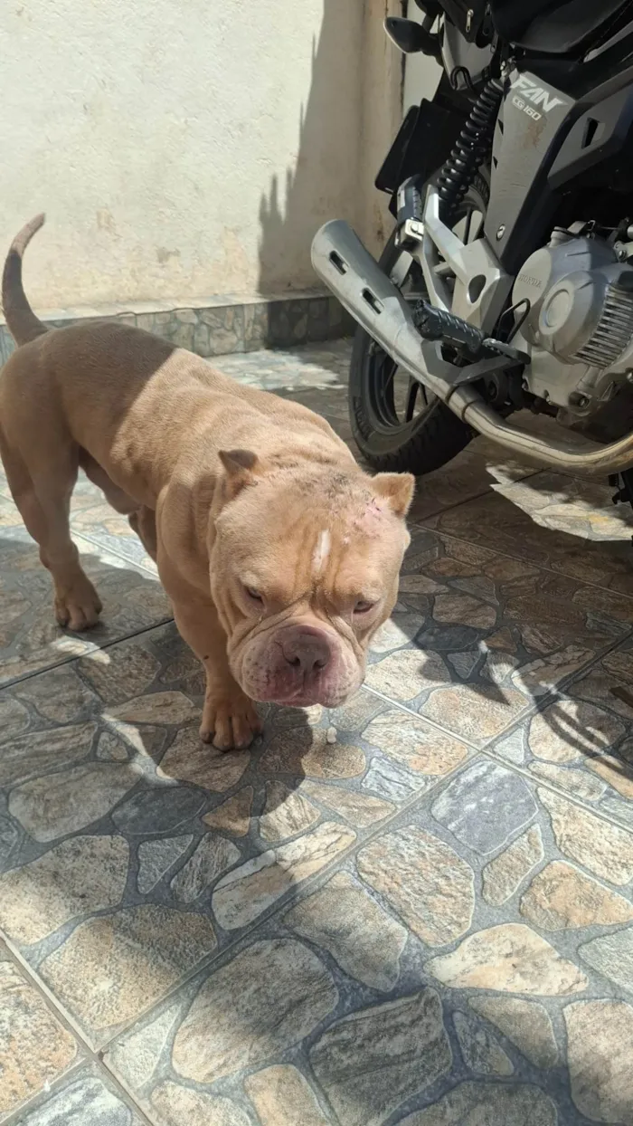 Cachorro ra a Pit-Bull idade 2 anos nome Bartolomeu "Barto"