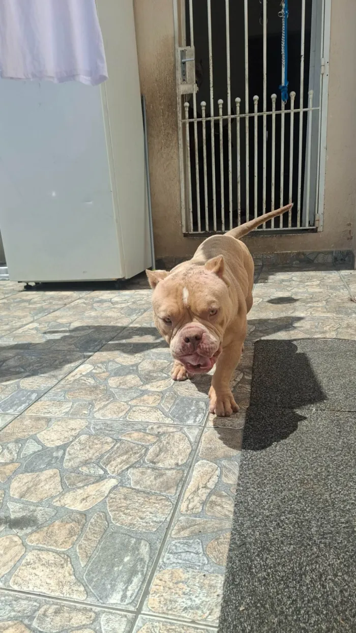 Cachorro ra a Pit-Bull idade 2 anos nome Bartolomeu "Barto"