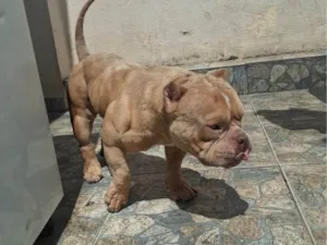 Cachorro raça Pit-Bull idade 2 anos nome Bartolomeu "Barto"