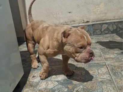 Cachorro raça Pit-Bull idade 2 anos nome Bartolomeu "Barto"