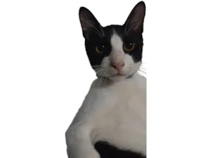 Gato raça SRD-ViraLata idade 1 ano nome Jorel