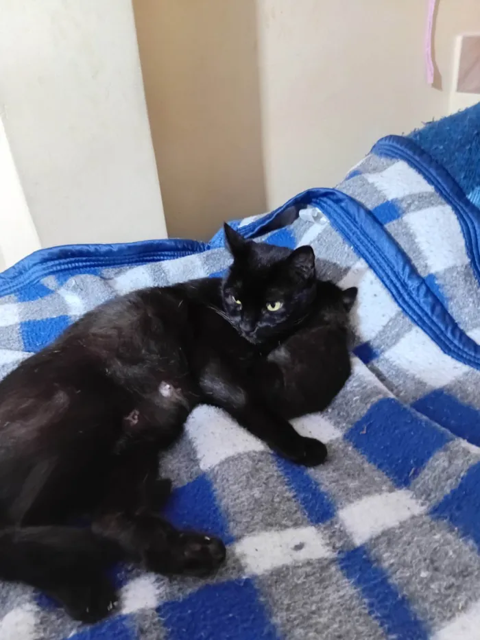 Gato ra a SRD-ViraLata idade 6 ou mais anos nome Abgail