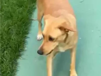 Cachorro raça SRD-ViraLata idade 1 ano nome Mel