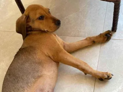 Cachorro raça SRD-ViraLata idade 2 a 6 meses nome Sem nome