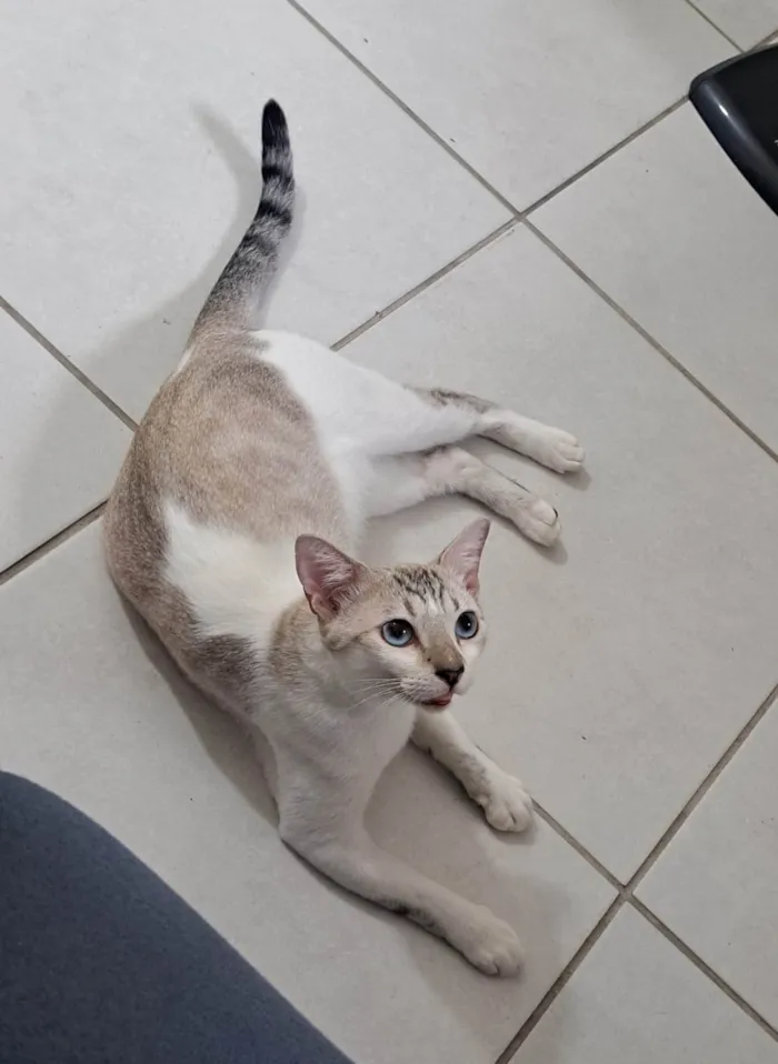 Gato ra a SRD-ViraLata idade 1 ano nome BRUCE