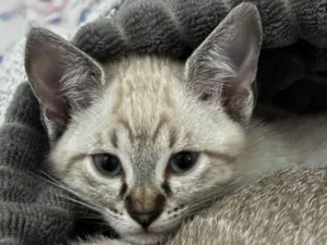 Gato raça SRD-ViraLata idade 2 a 6 meses nome Gatinhos não possuem nomes