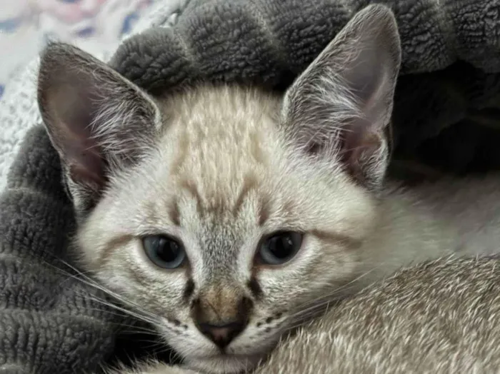 Gato ra a SRD-ViraLata idade 2 a 6 meses nome Gatinhos não possuem nomes