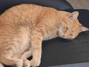 Gato raça SRD-ViraLata idade 3 anos nome Cali