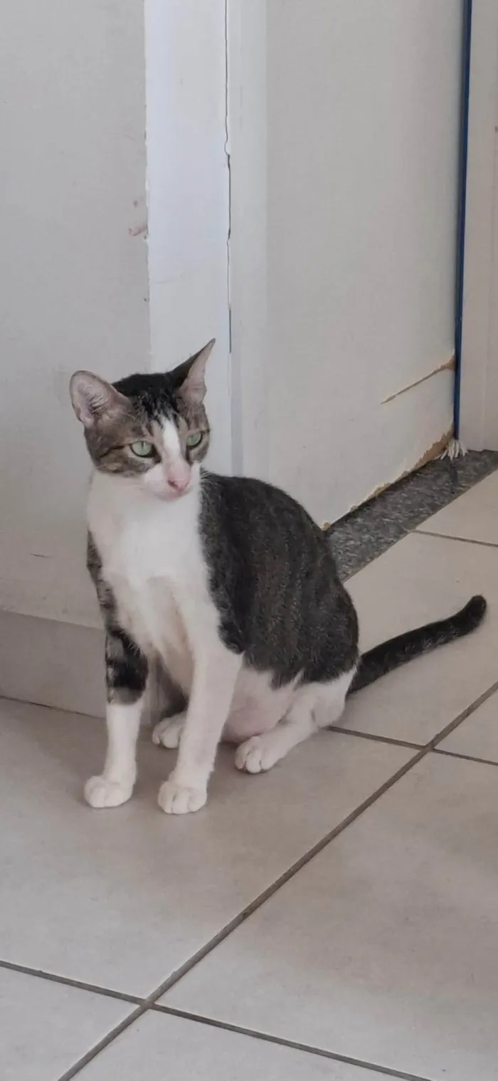 Gato ra a SRD-ViraLata idade 1 ano nome Nino