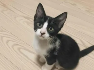 Gato raça SRD-ViraLata idade Abaixo de 2 meses nome ... 