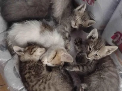 Gato raça SRD-ViraLata idade 2 a 6 meses nome varios gatos