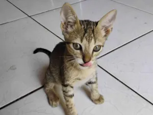 Gato raça SRD-ViraLata idade 2 a 6 meses nome N tem nome faz graça e ele vem,ou sacode o pode da ração 