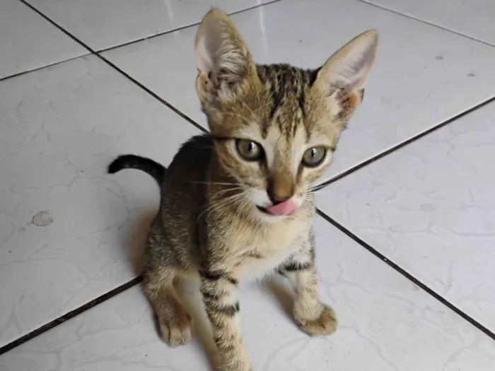 Gato ra a SRD-ViraLata idade 2 a 6 meses nome N tem nome faz graça e ele vem,ou sacode o pode da ração 