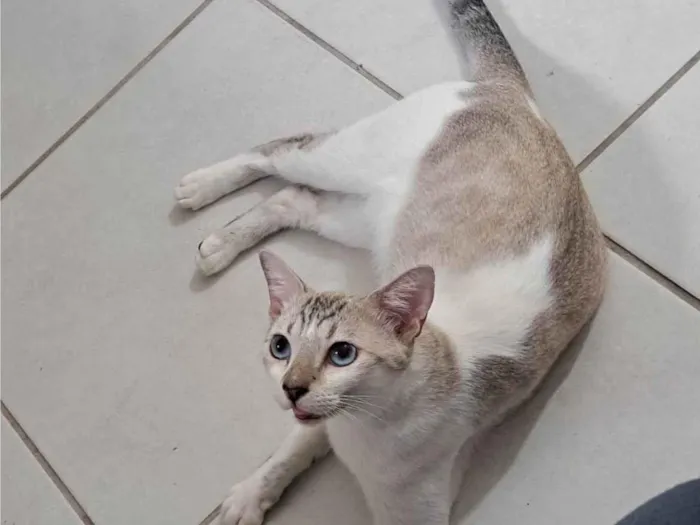 Gato ra a SRD-ViraLata idade 1 ano nome BRUCE