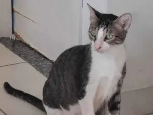 Gato raça SRD-ViraLata idade 1 ano nome Nino