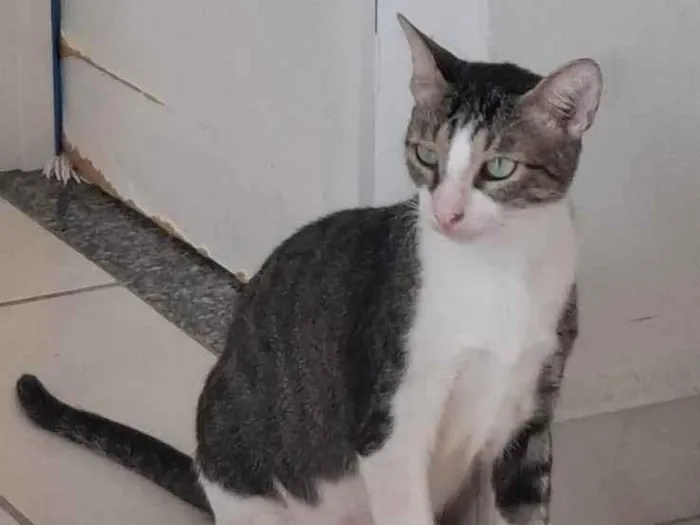 Gato raça SRD-ViraLata idade 1 ano nome Nino