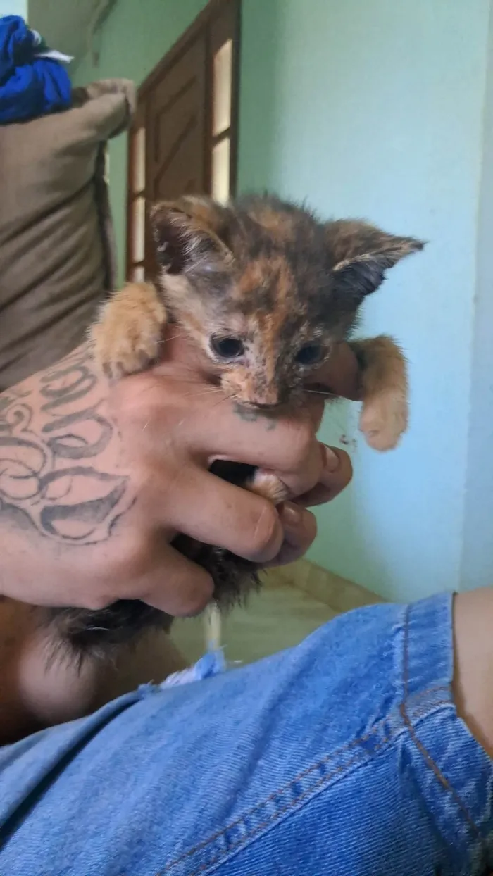 Gato ra a SRD-ViraLata idade Abaixo de 2 meses nome Piooca