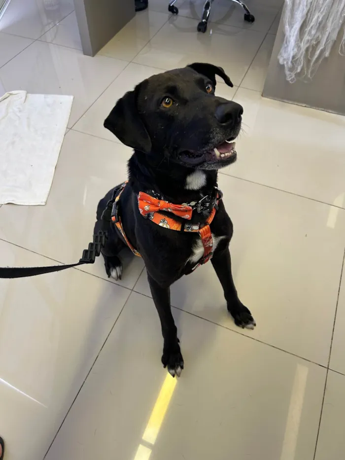 Cachorro ra a SRD-ViraLata idade 2 anos nome BlackBelt