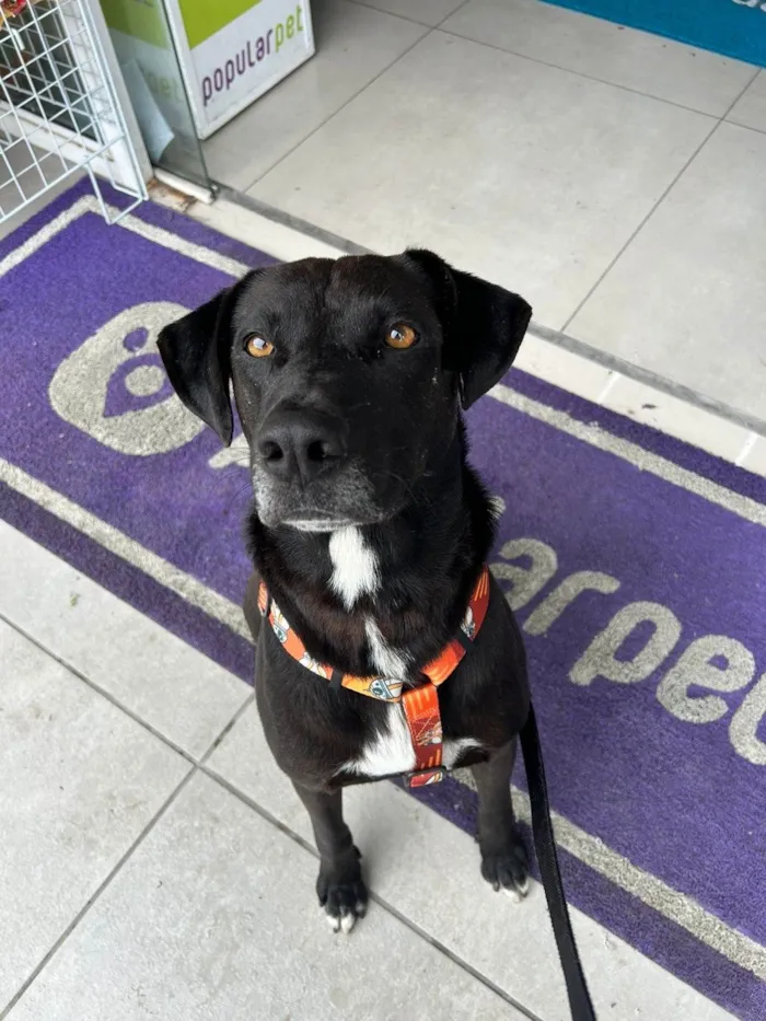 Cachorro ra a SRD-ViraLata idade 2 anos nome BlackBelt