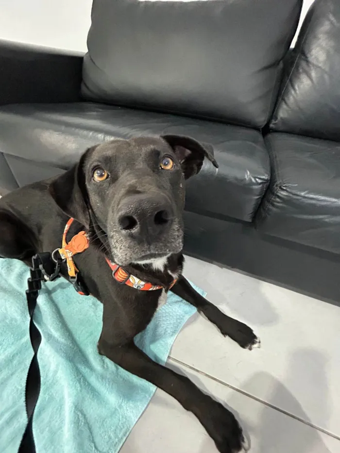 Cachorro ra a SRD-ViraLata idade 2 anos nome BlackBelt