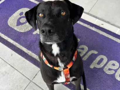 Cachorro raça SRD-ViraLata idade 2 anos nome BlackBelt