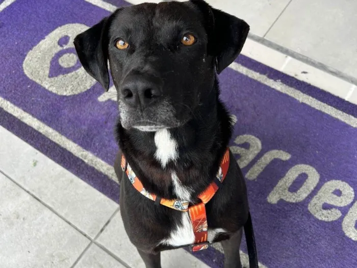 Cachorro ra a SRD-ViraLata idade 2 anos nome BlackBelt