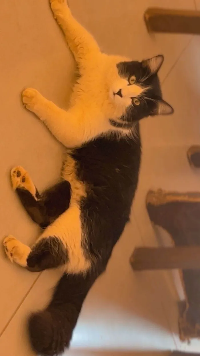 Gato ra a SRD-ViraLata idade 7 a 11 meses nome Fred